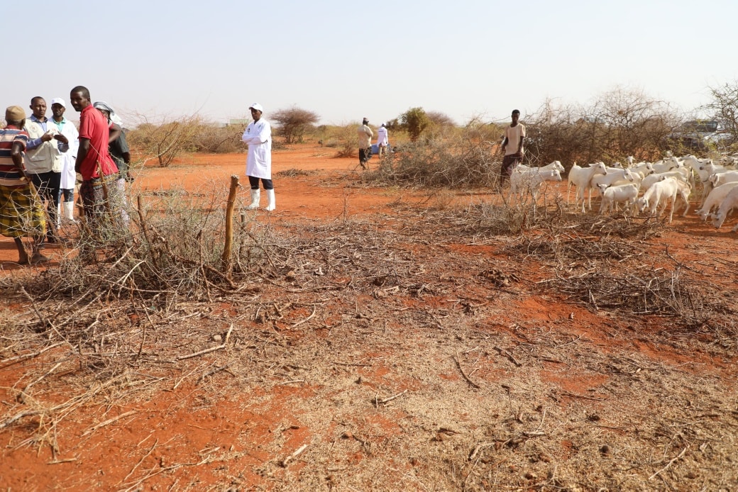 Mandera Recommends Cash Transfers, Food Pre-Positioning to Cushion Vulnerable Households from Drought